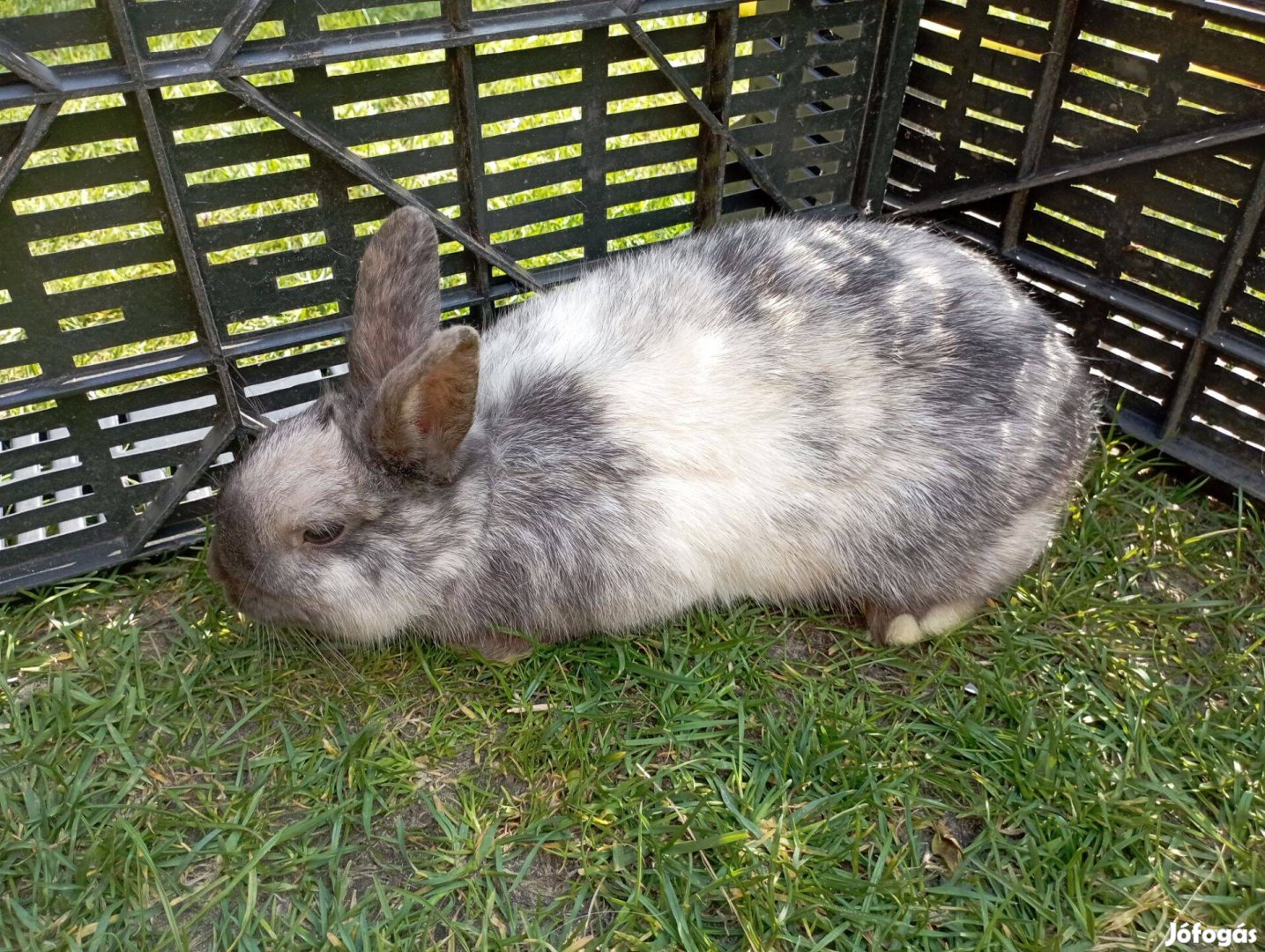 Törpenyúl eladó