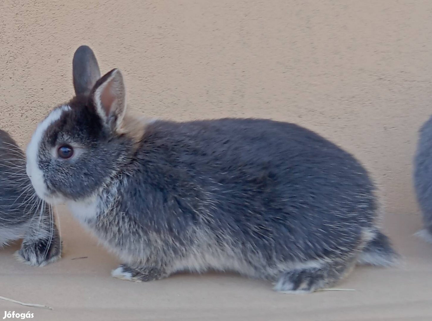 Törpenyúl eladó!