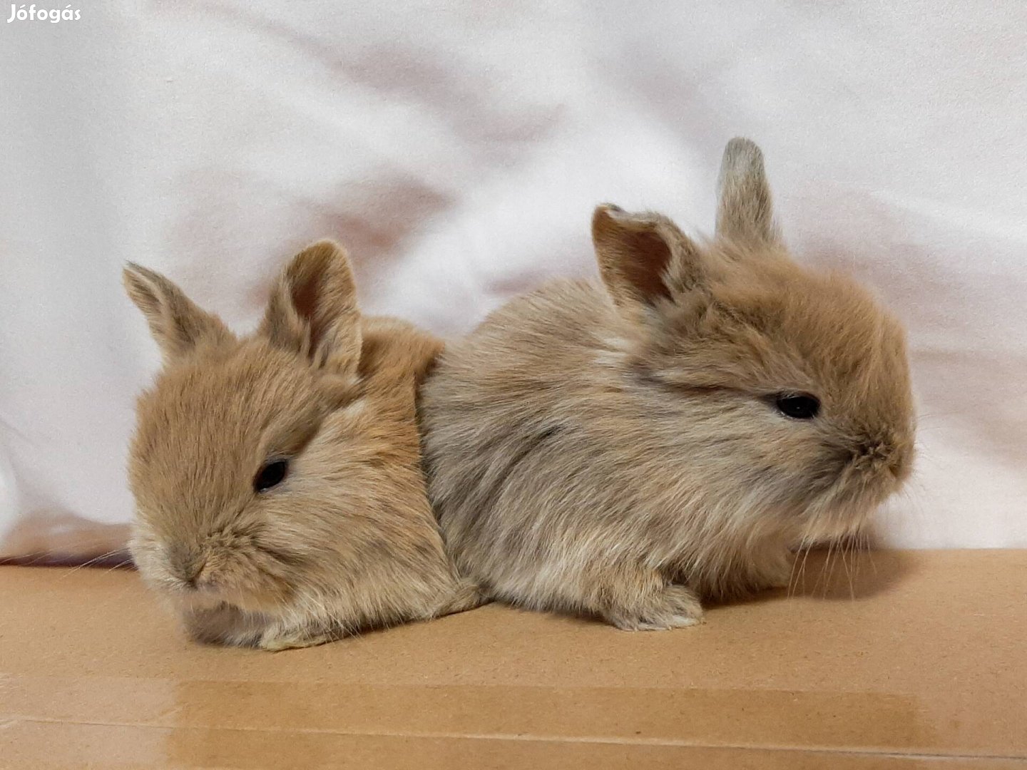 Törpenyúl gyönyörűség elvihetiő