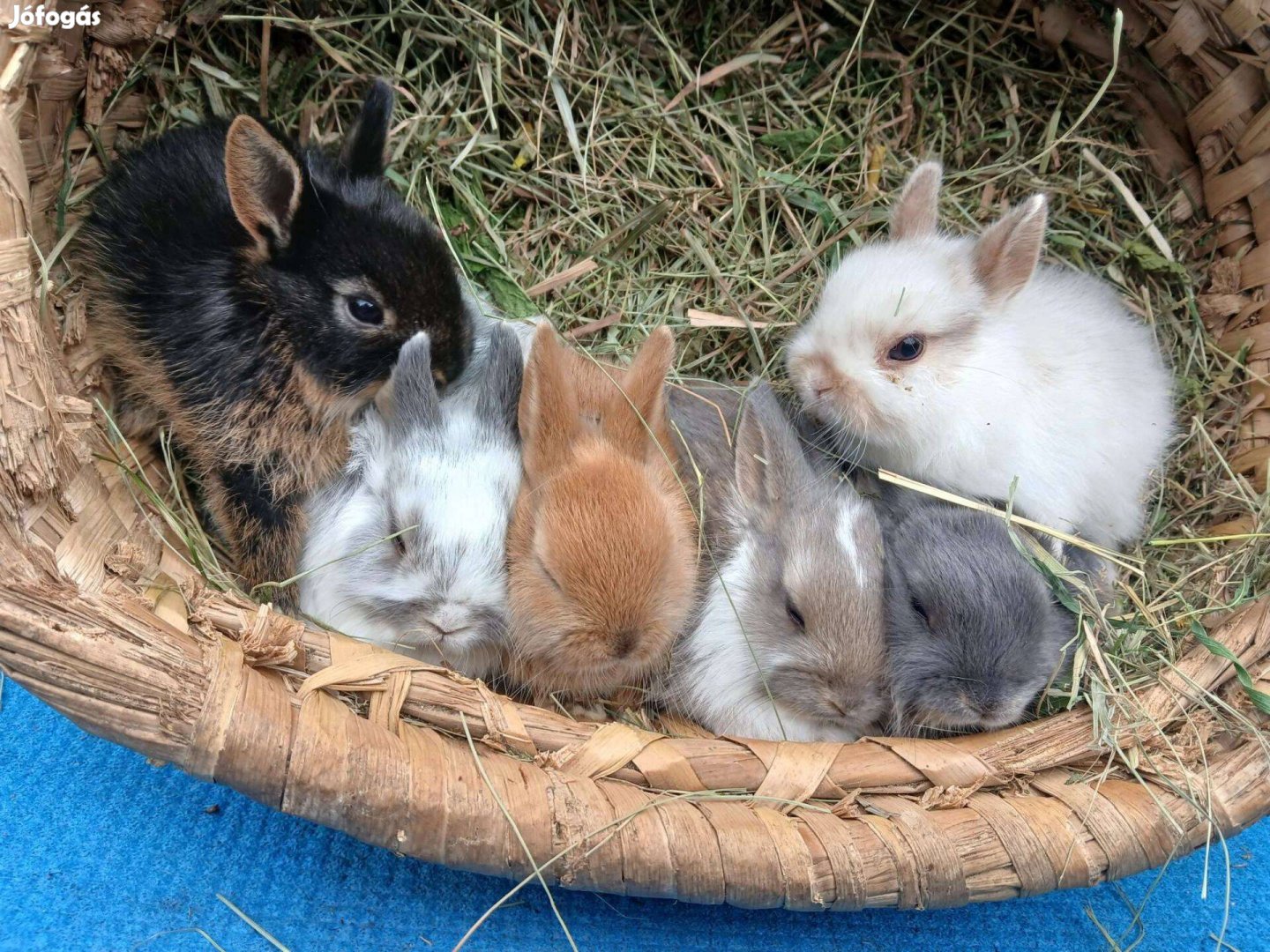 Törpenyúl holland, mini toy, lógófülű kosorrú tenyésztőtől eladó