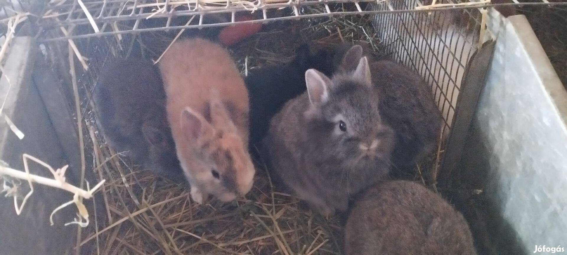 Törpenyulak Akciós Alkuképes Áron