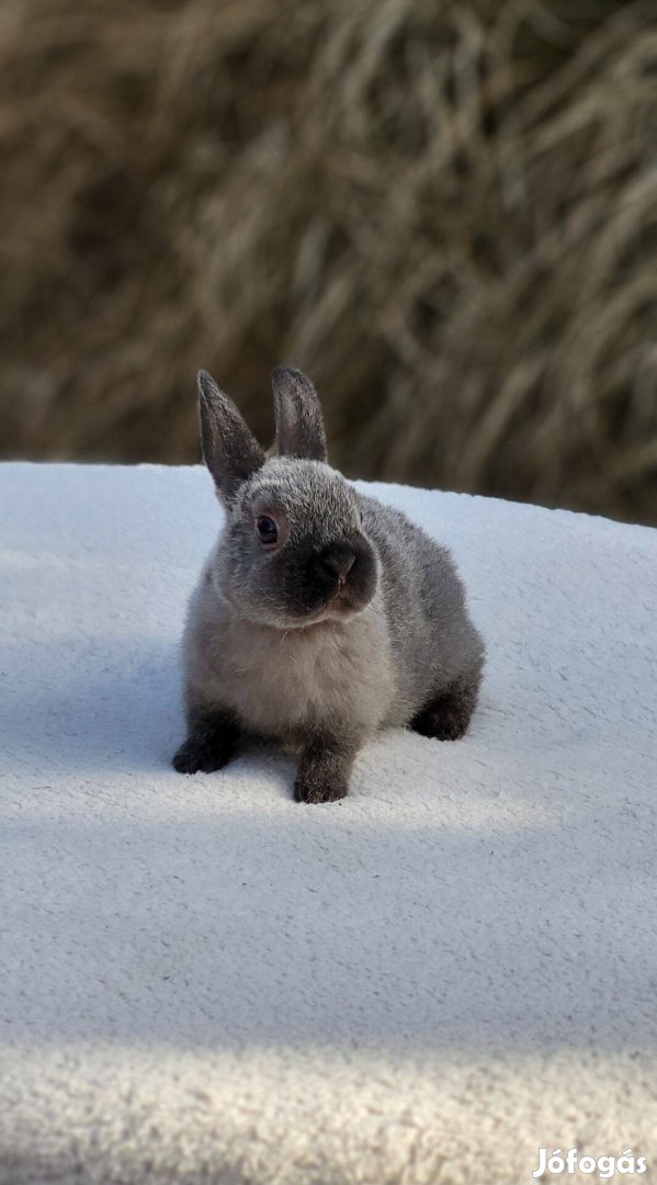 Törpenyuszi Mini rex szőrű állófülű nyuszi nyúl