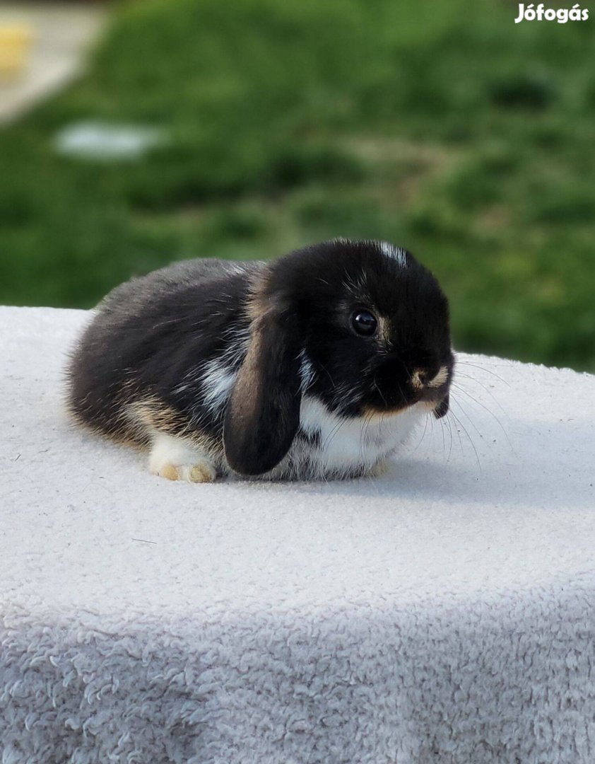 Törpenyuszi mini kosorrú lógófülű törpenyúl nyuszi