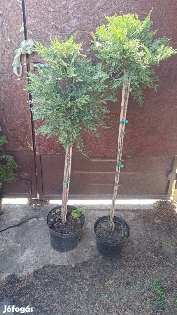 Törzses Leylandi Ciprus akció