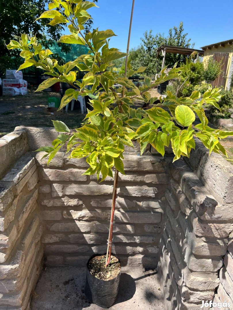 Törzses Sárgatarka levelű som Cornus alba Gouchaltii