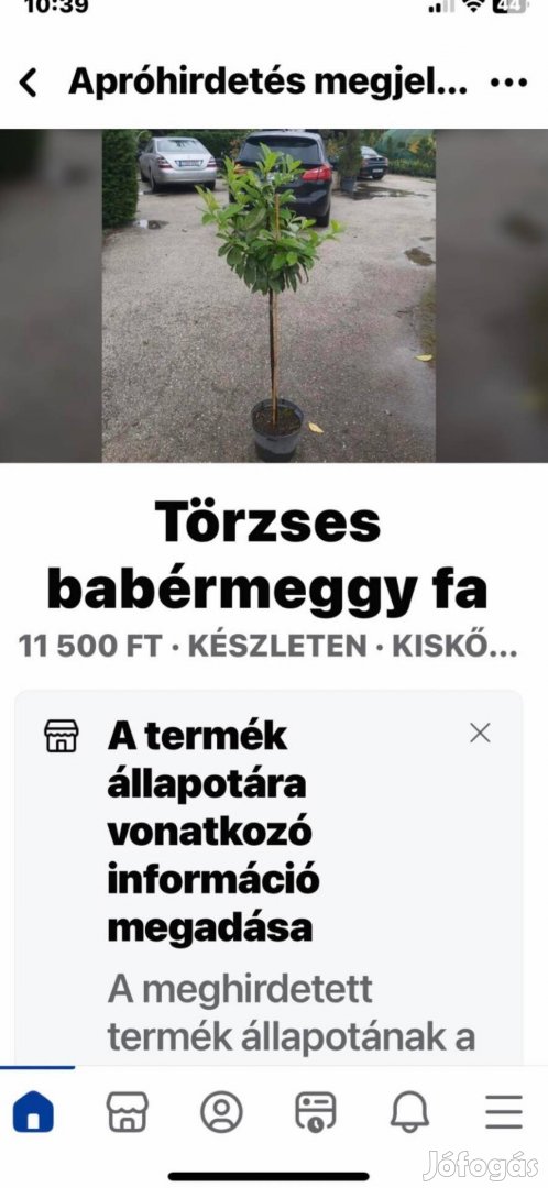 Törzses babérmeggy 