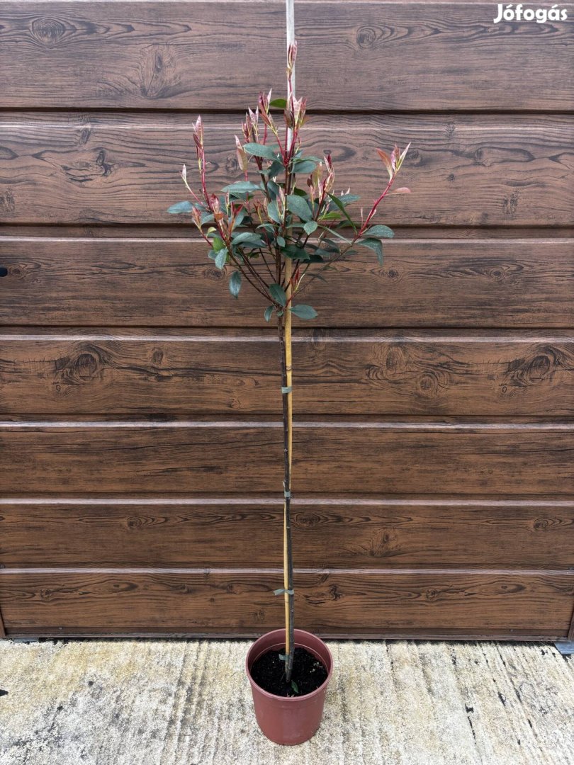 Törzses korallberkenye