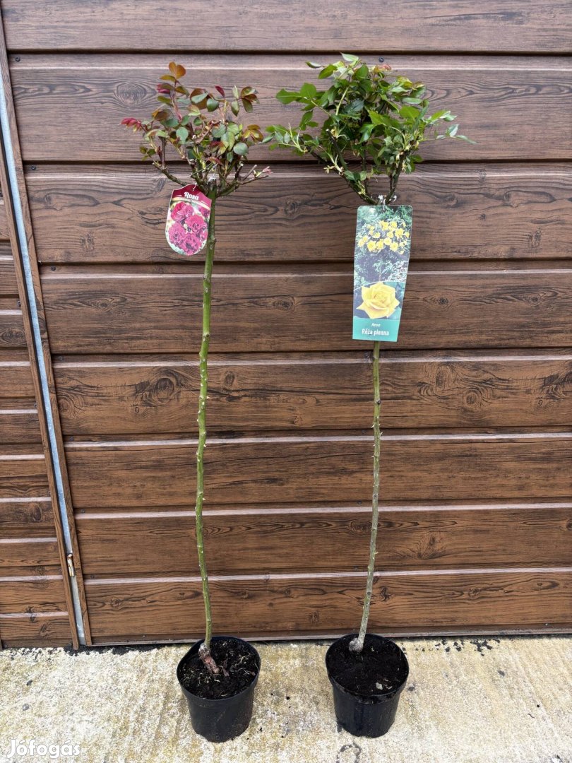Törzses rózsa, 2 fajta