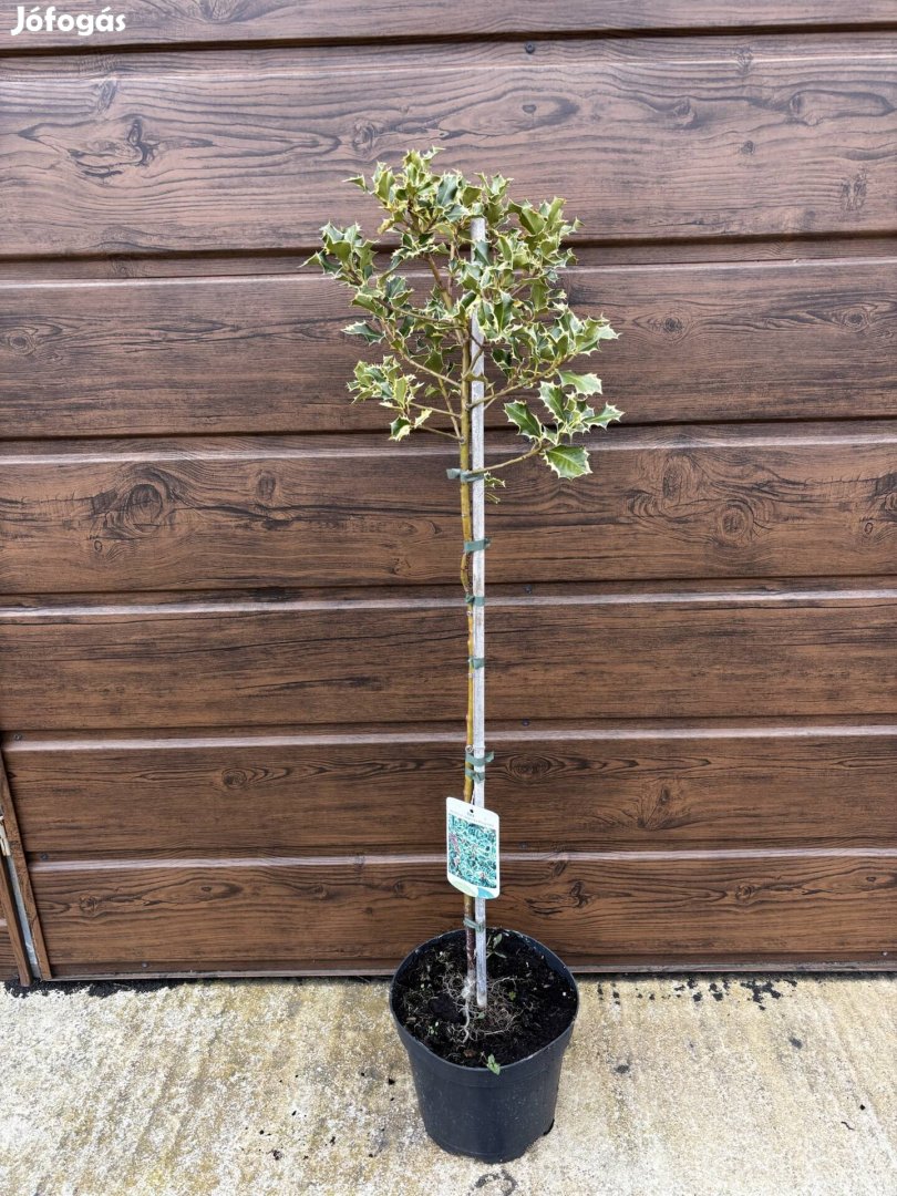 Törzses tarka magyal