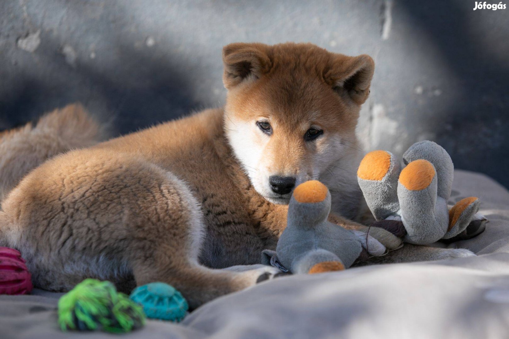 Törzskönyves 9 hetes shiba inu kan szerető családot keres