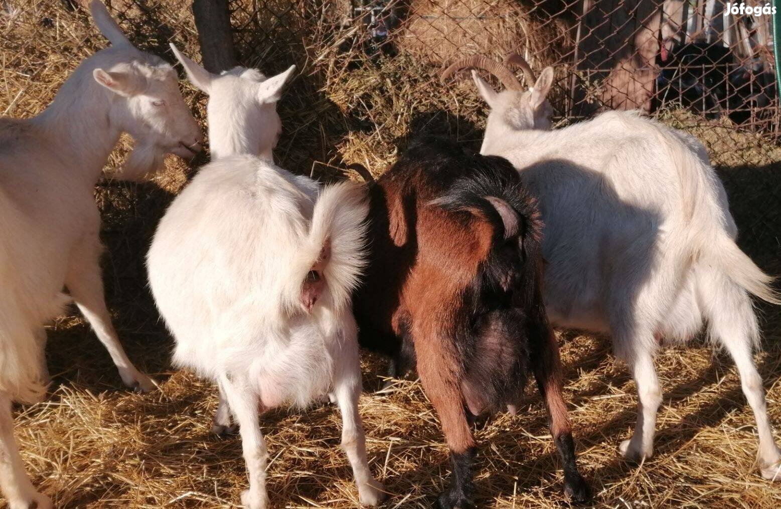 Törzskönyves Alpesi Bak tól vemhes anya kecskék tejre tenyészett állom