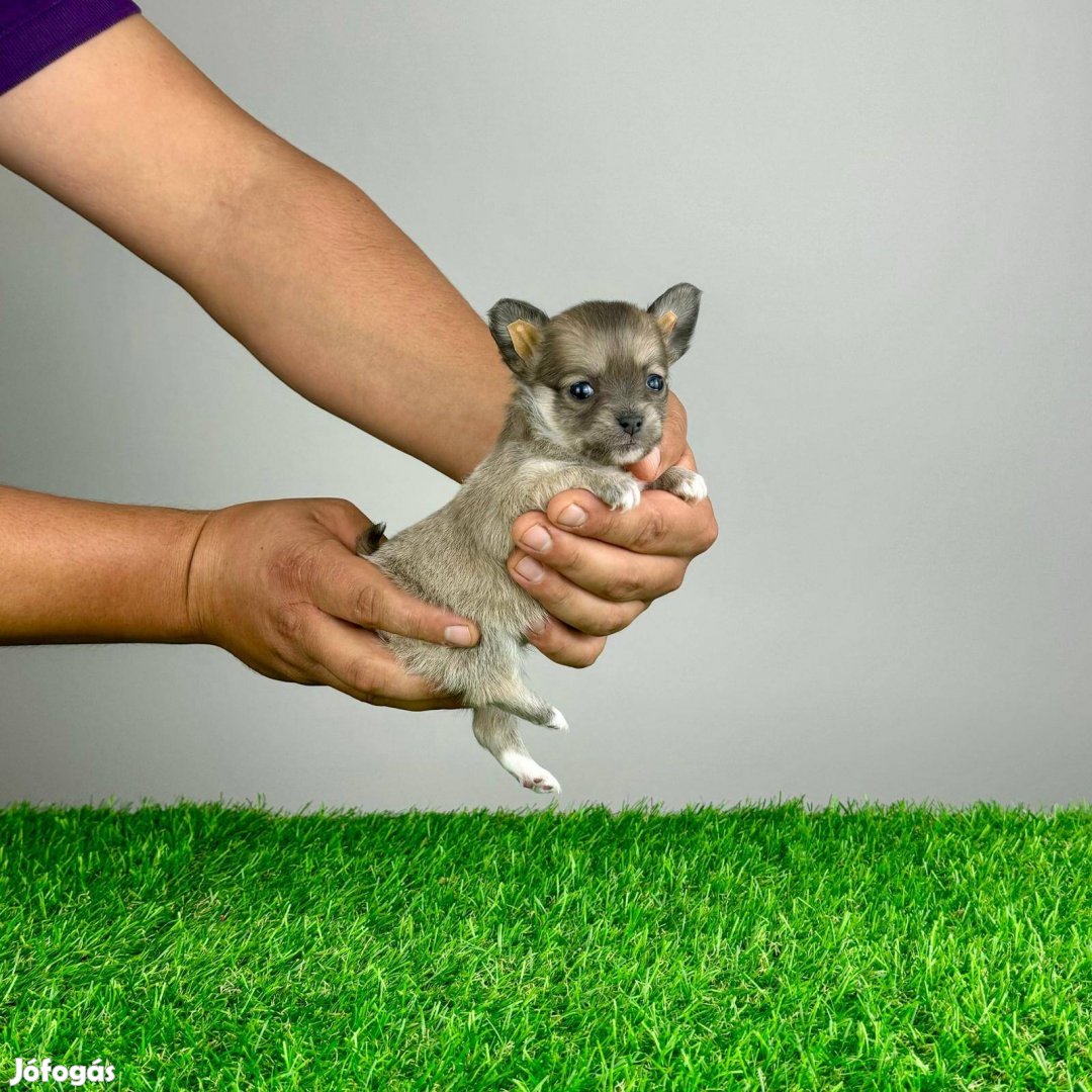 Törzskönyves Blue-fawn csivava kislány