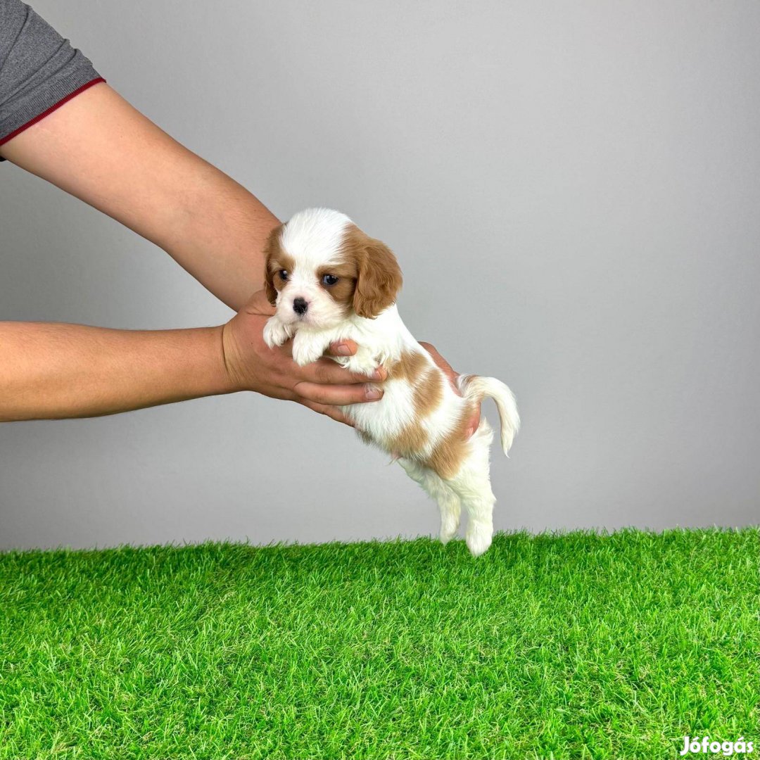 Törzskönyves Cavalier King Charles Spániel kiskutya