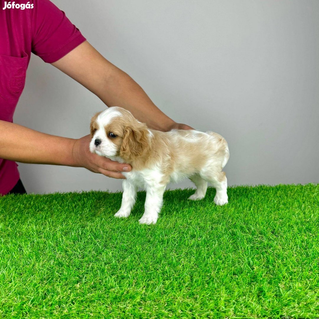 Törzskönyves Cavalier King Charles Spániel kiskutya