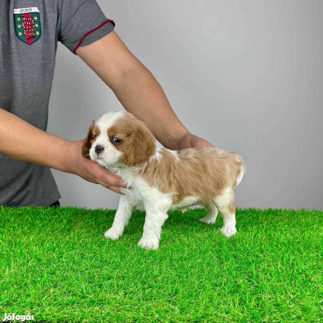 Törzskönyves Cavalier King Charles spániel kiskutya