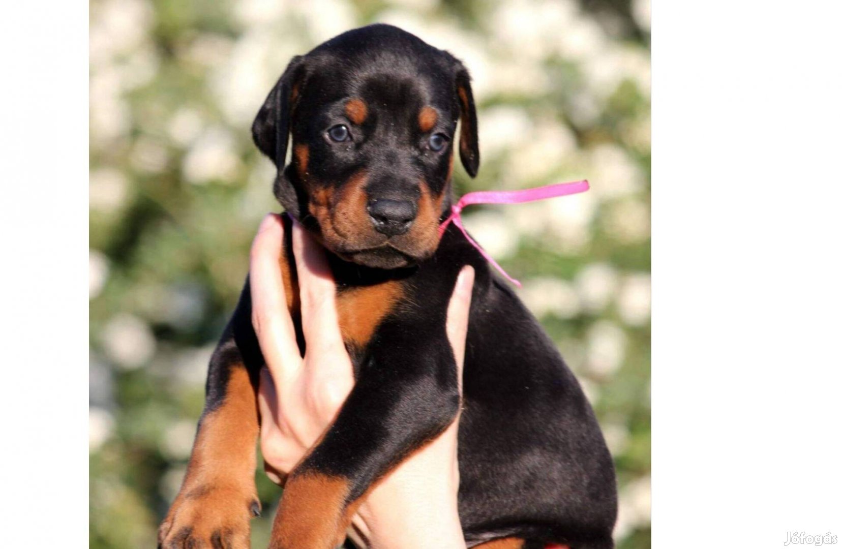 Törzskönyves Dobermann kiskutyák elérhetők