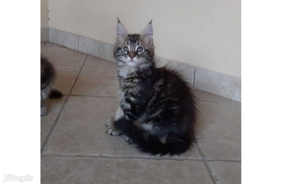 Törzskönyves Maine Coon Cica Eladó