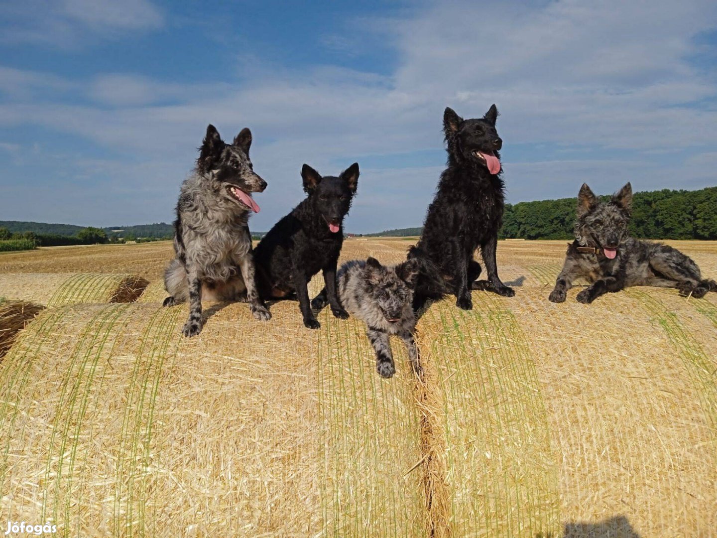 Törzskönyves Mudi agility, sport, terápiás kutya, kiskutya, kölyök