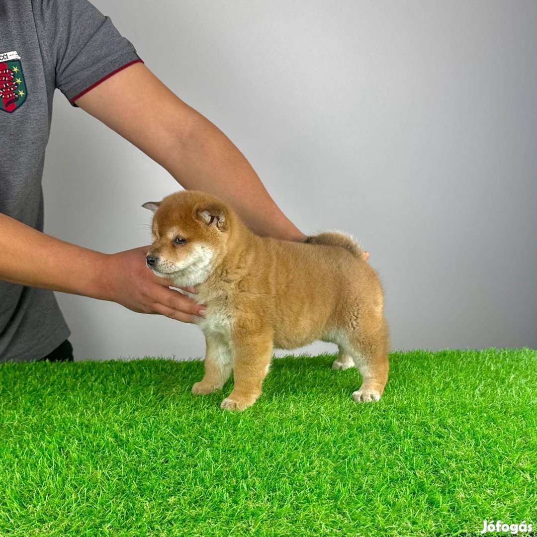 Törzskönyves Shiba Inu kiskutya