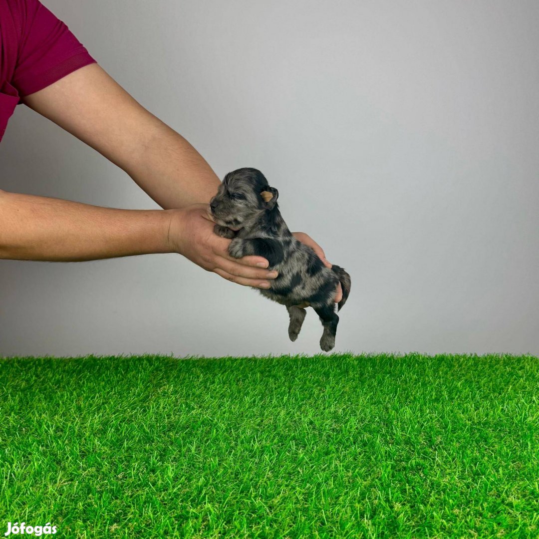 Törzskönyves Színes Yorkshire Terrier Yorki blue-merle Choco