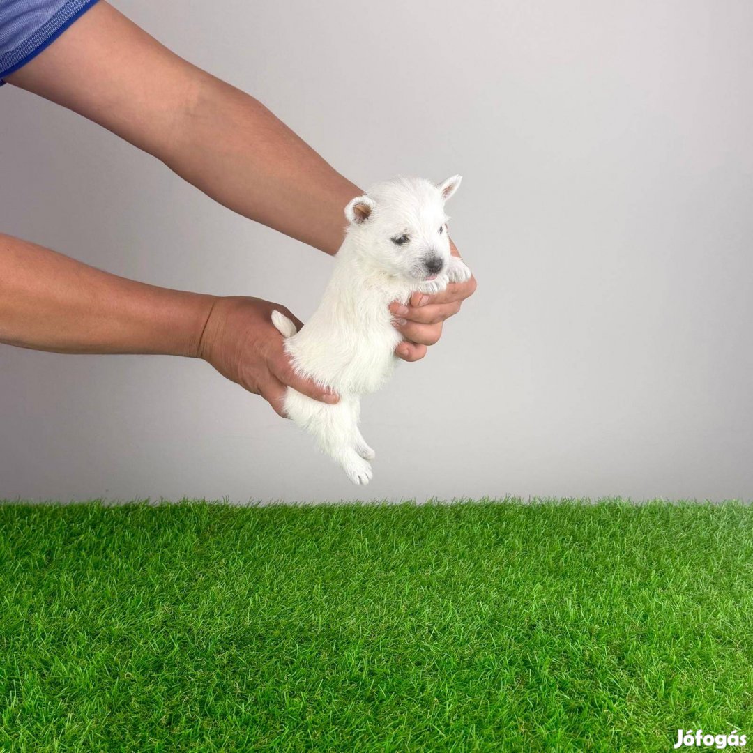 Törzskönyves West Highland White terrier szuka kiskutya