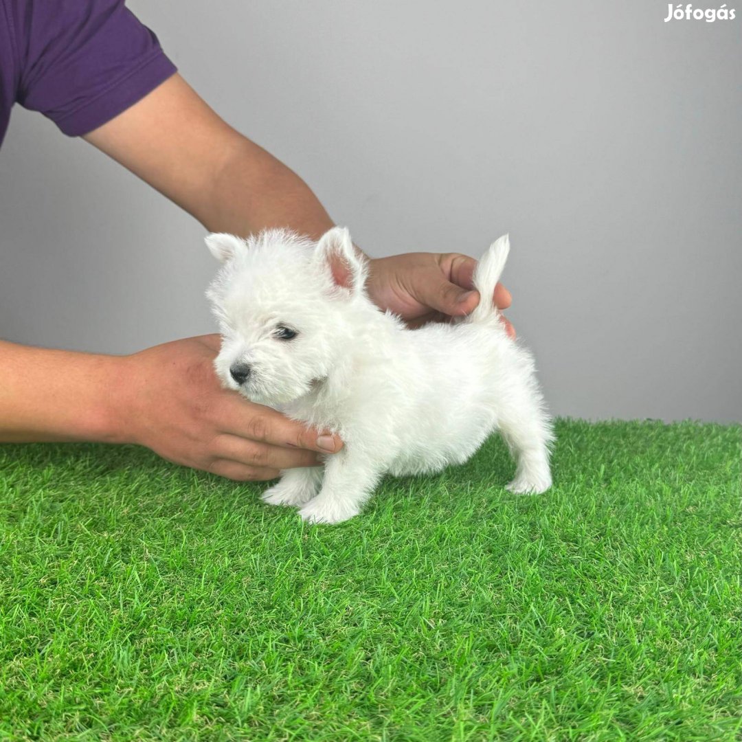 Törzskönyves Westie West Highland White Terrier kiskutya