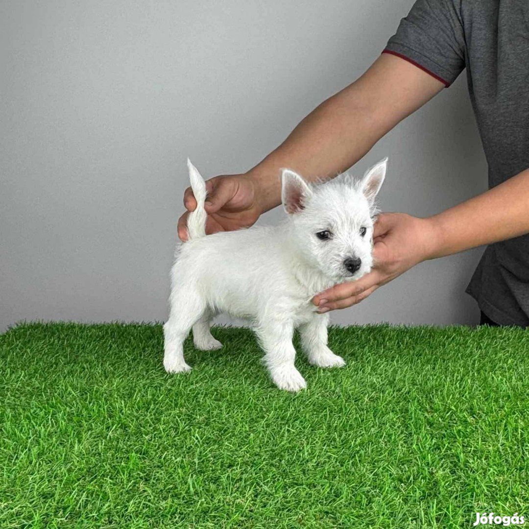 Törzskönyves Westie West Highland White terrier kiskutya