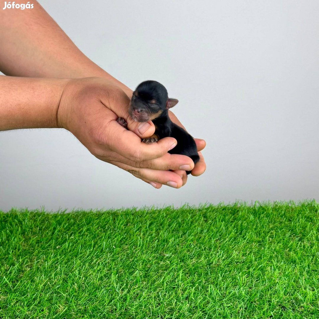 Törzskönyves Yorkshire terrier Yorki kan kiskutya