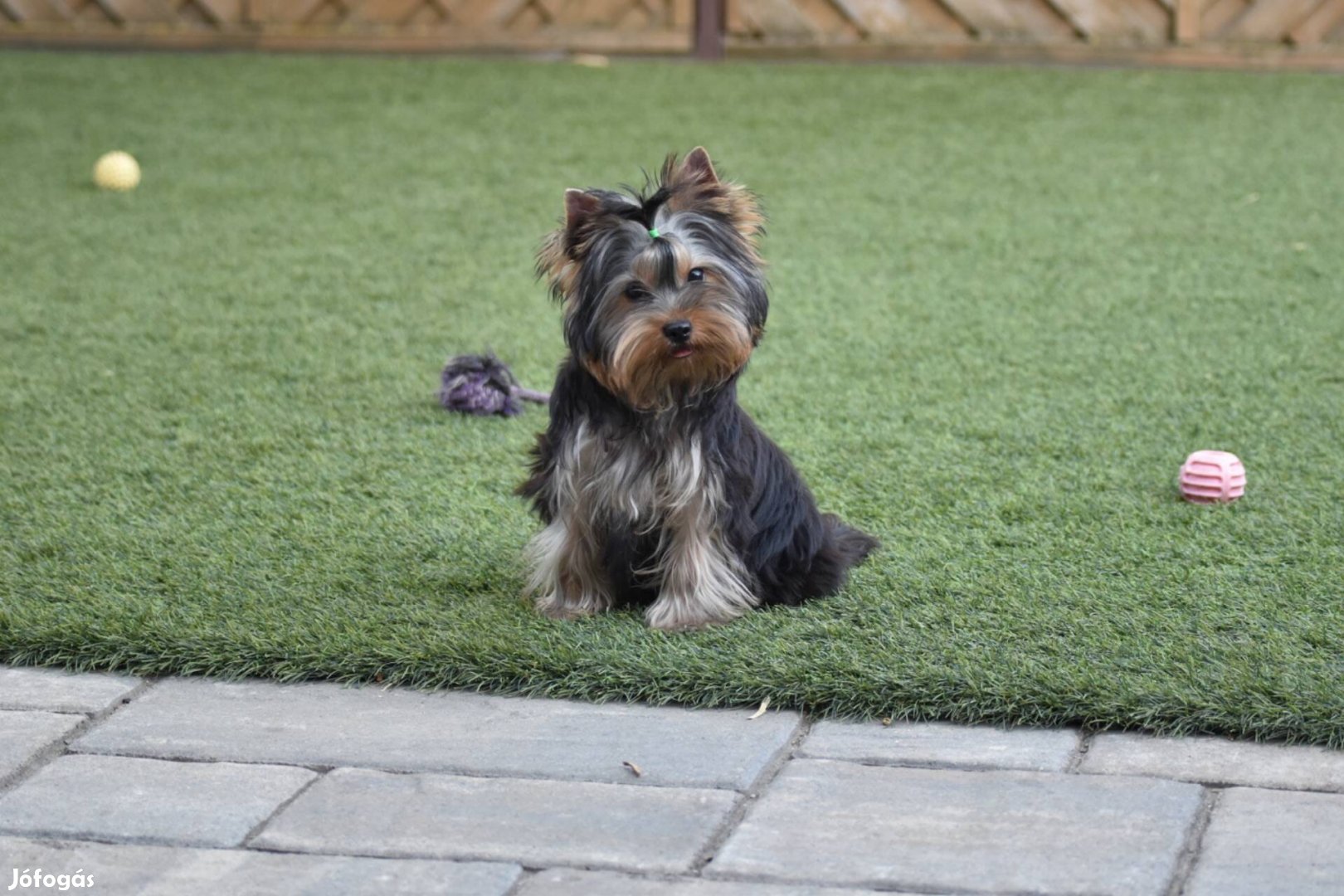 Törzskönyves Yorkshire terrier / Yorki fiú,minden oltással gazdikereső