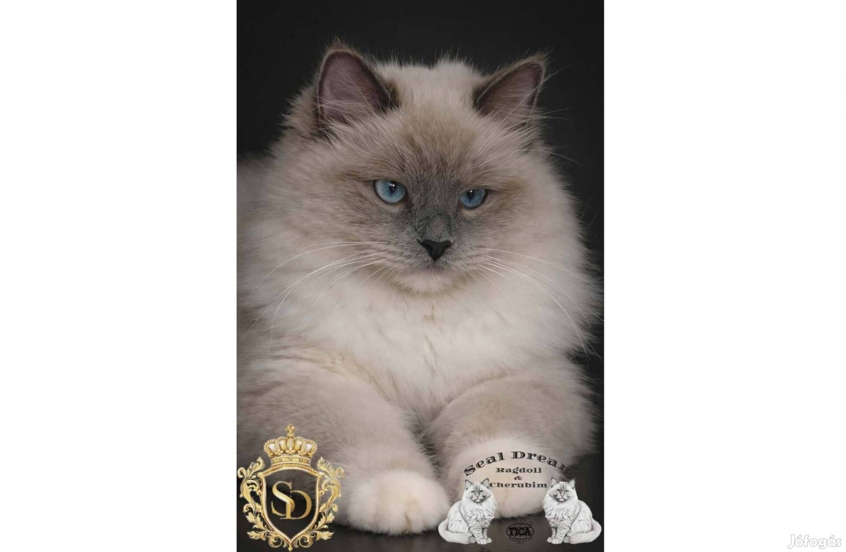 Törzskönyves, Champion, Original Ragdoll rongybaba