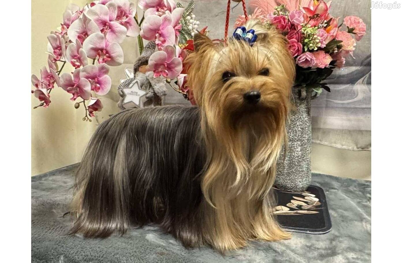 Törzskönyves , yorkshire terrier kan!