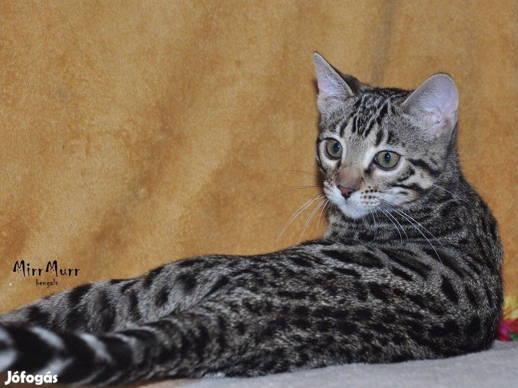 Törzskönyves bengáli kandúr cica