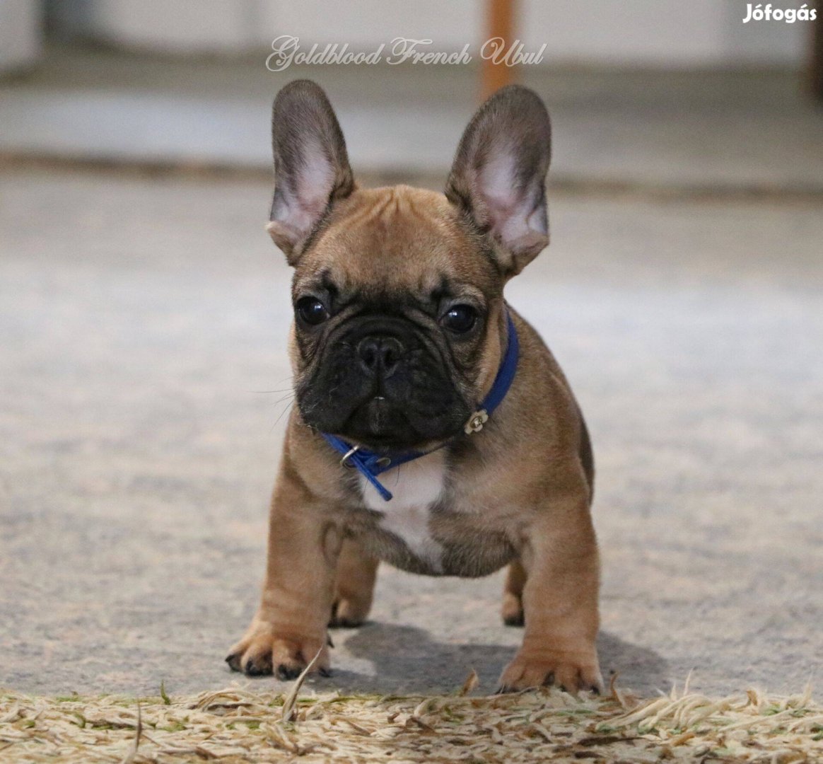 Törzskönyves francia bulldog kisfiú