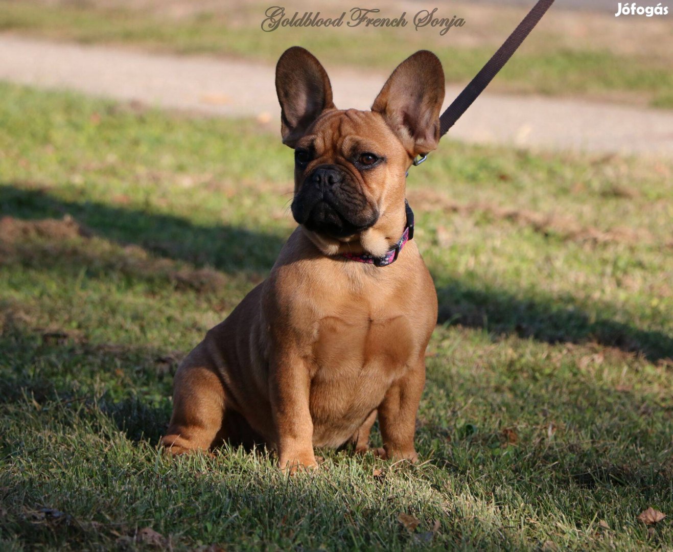 Törzskönyves francia bulldog kislány