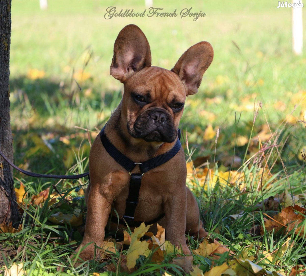 Törzskönyves francia bulldog kislány