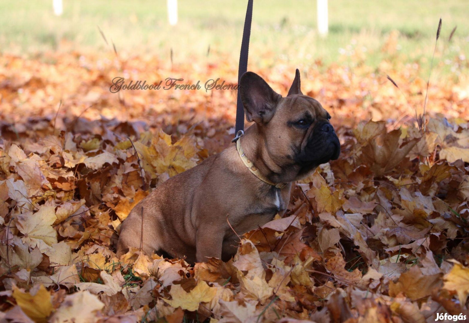 Törzskönyves francia bulldog kislány