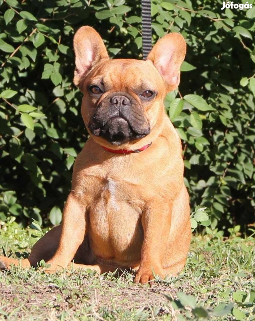 Törzskönyves francia bulldog szuka