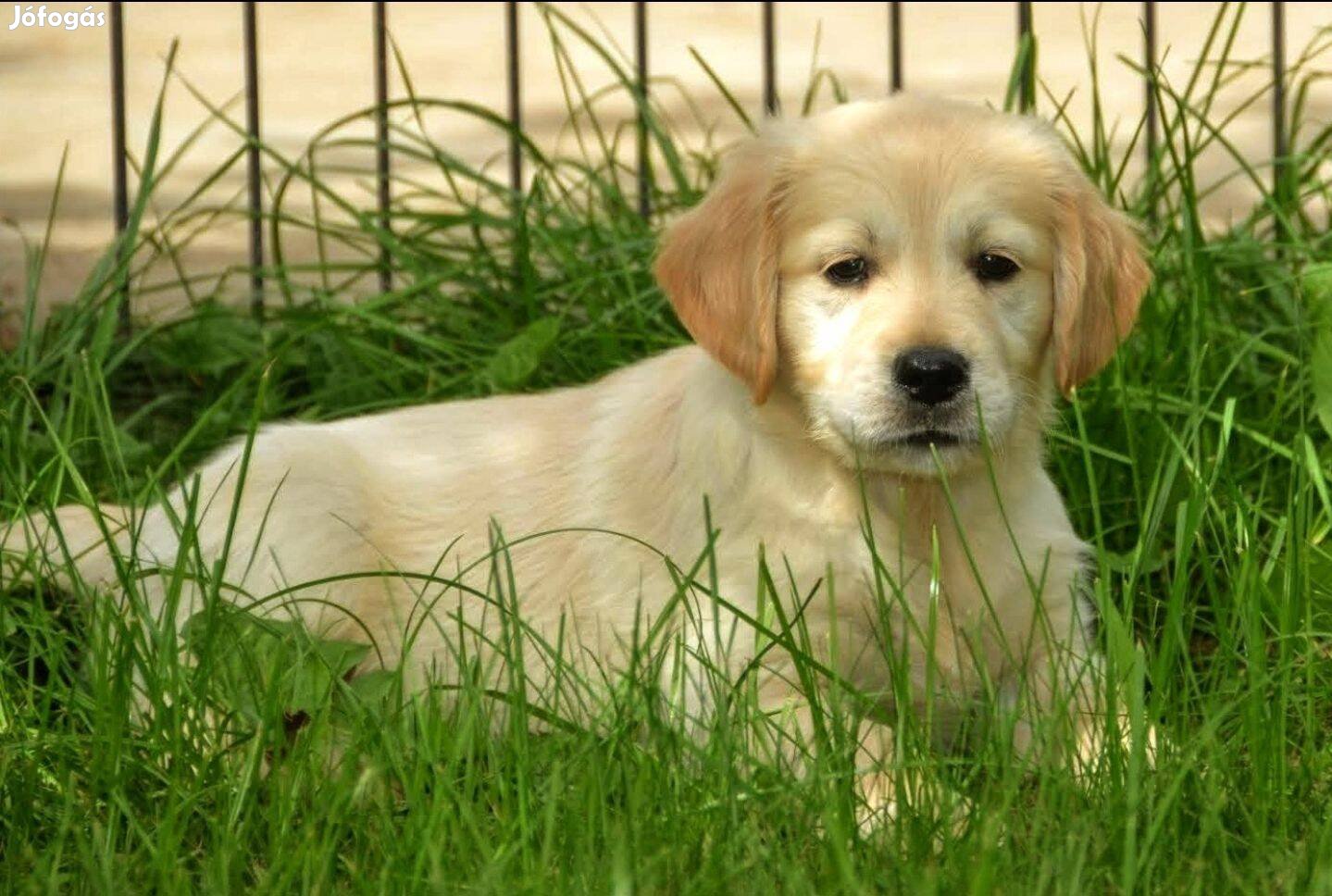 Törzskönyves golden retriever eladó