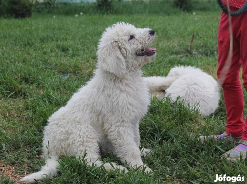 Törzskönyves komondor kan kölyök eladó