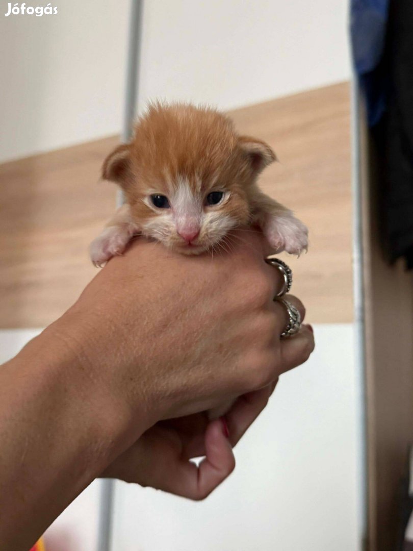 Törzskönyves maine coon cicák eladók