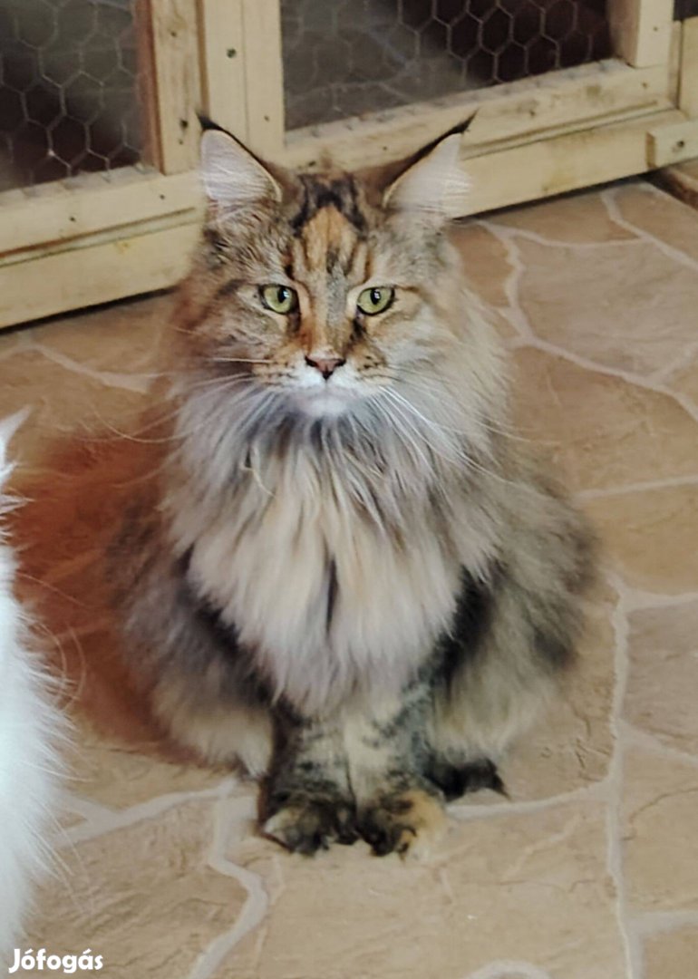 Törzskönyves maine coon nőstény eladó!