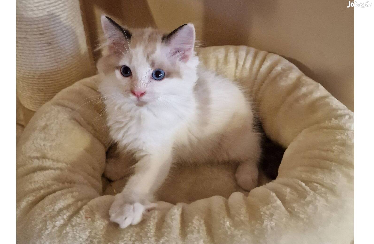 Törzskönyves ragdoll, seal bicolor kisfiú