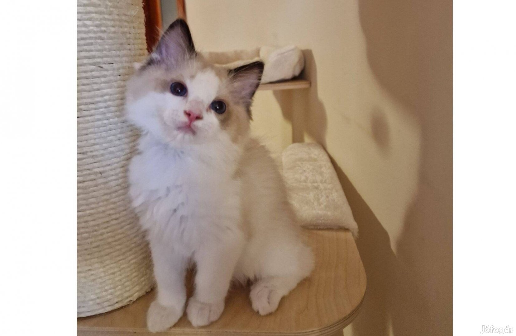 Törzskönyves ragdoll, seal bicolor kisfiú