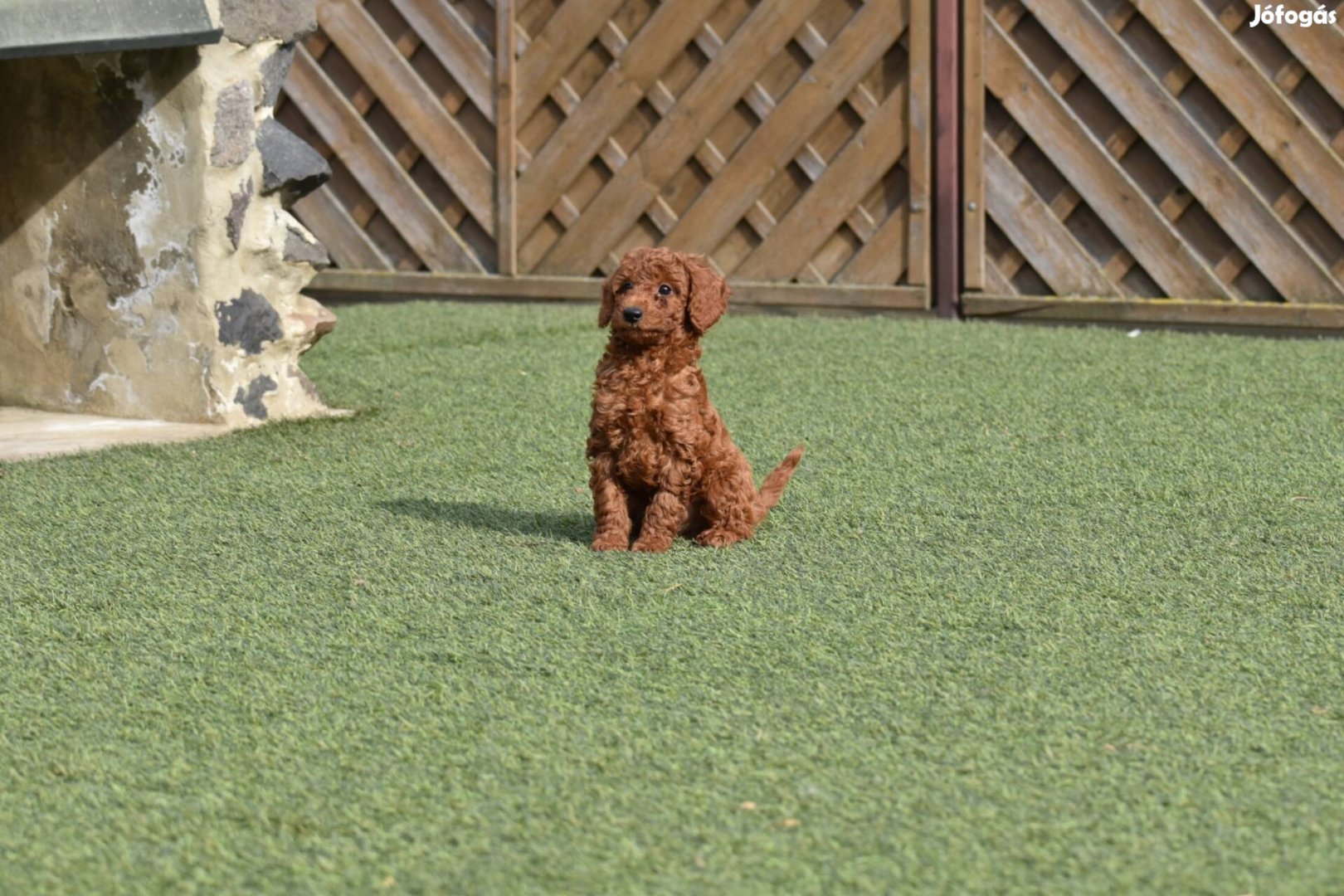 Törzskönyves törpe uszkár, genetikailag szűrt szülőktől