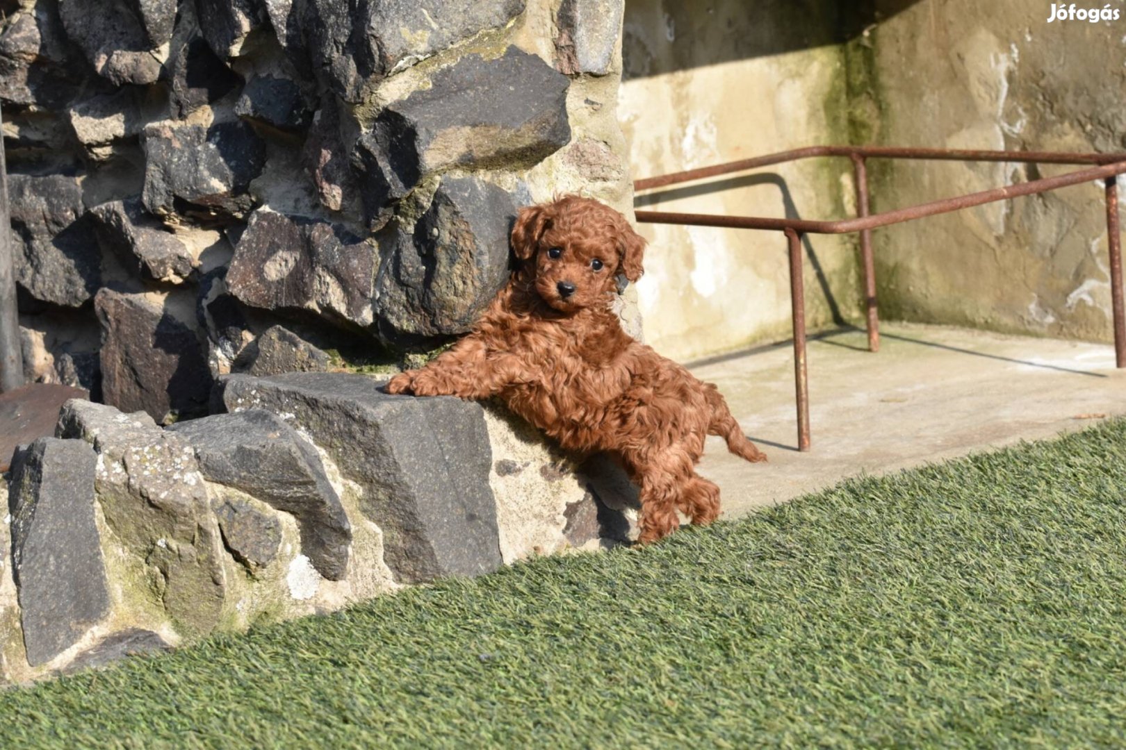 Törzskönyves toy kislány gazdiját keresi, genetikailag