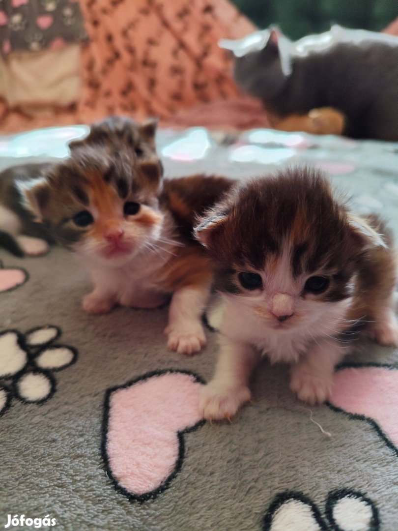 Törzskönyvezet maine coon lányok