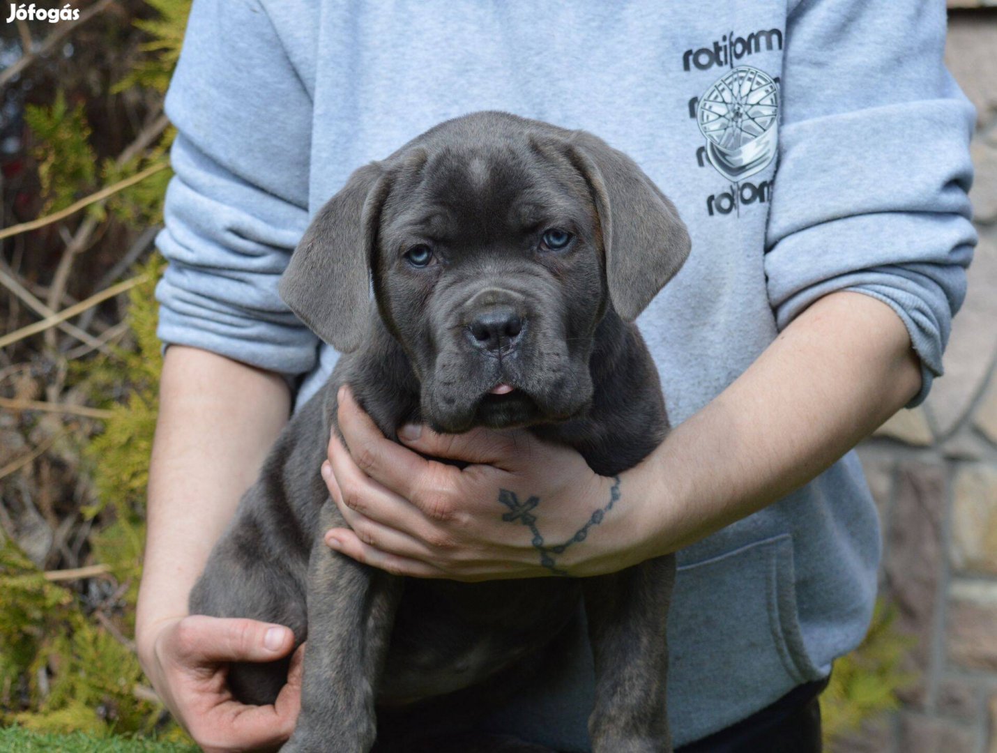 Törzskönyvezett Cane corso kölykök eladók