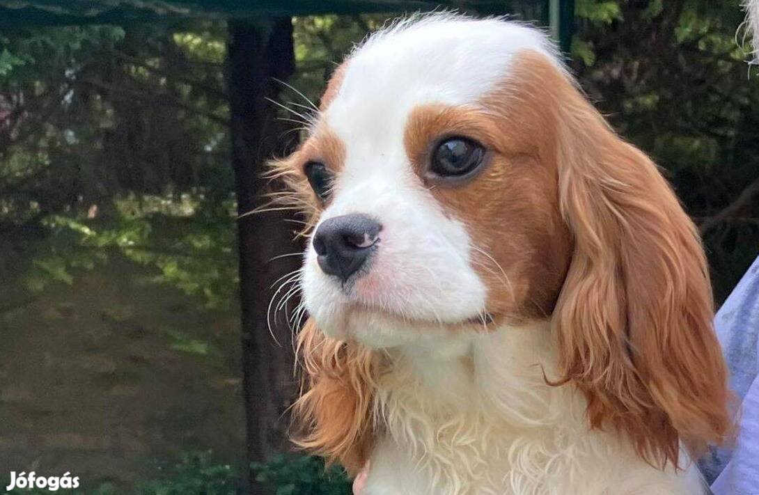 Törzskönyvezett Cavalier King Charles Spániel kölykök eladók