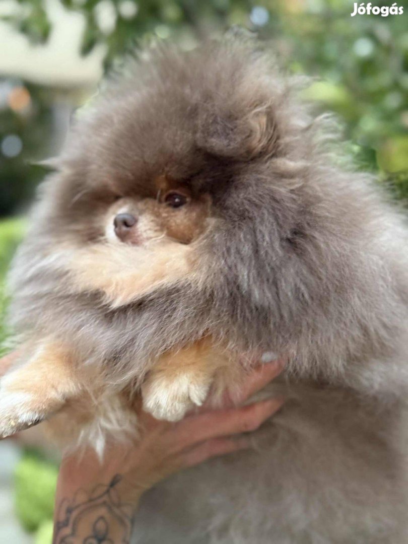 Törzskönyvezett Pomerániai Lilac Tan felnőtt szuka eladó
