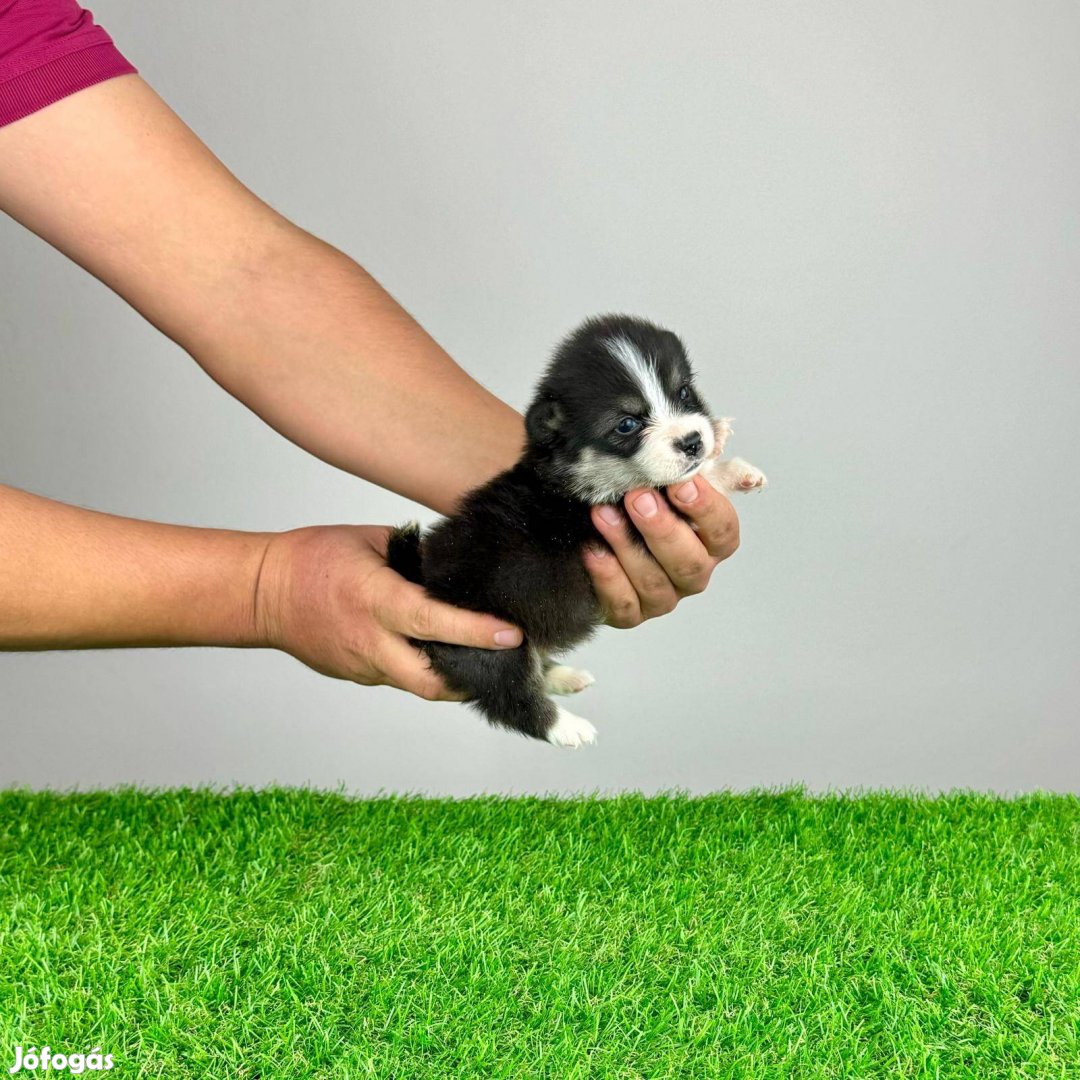 Törzskönyvezett Welsh Corgi Pembroke Kiskutya